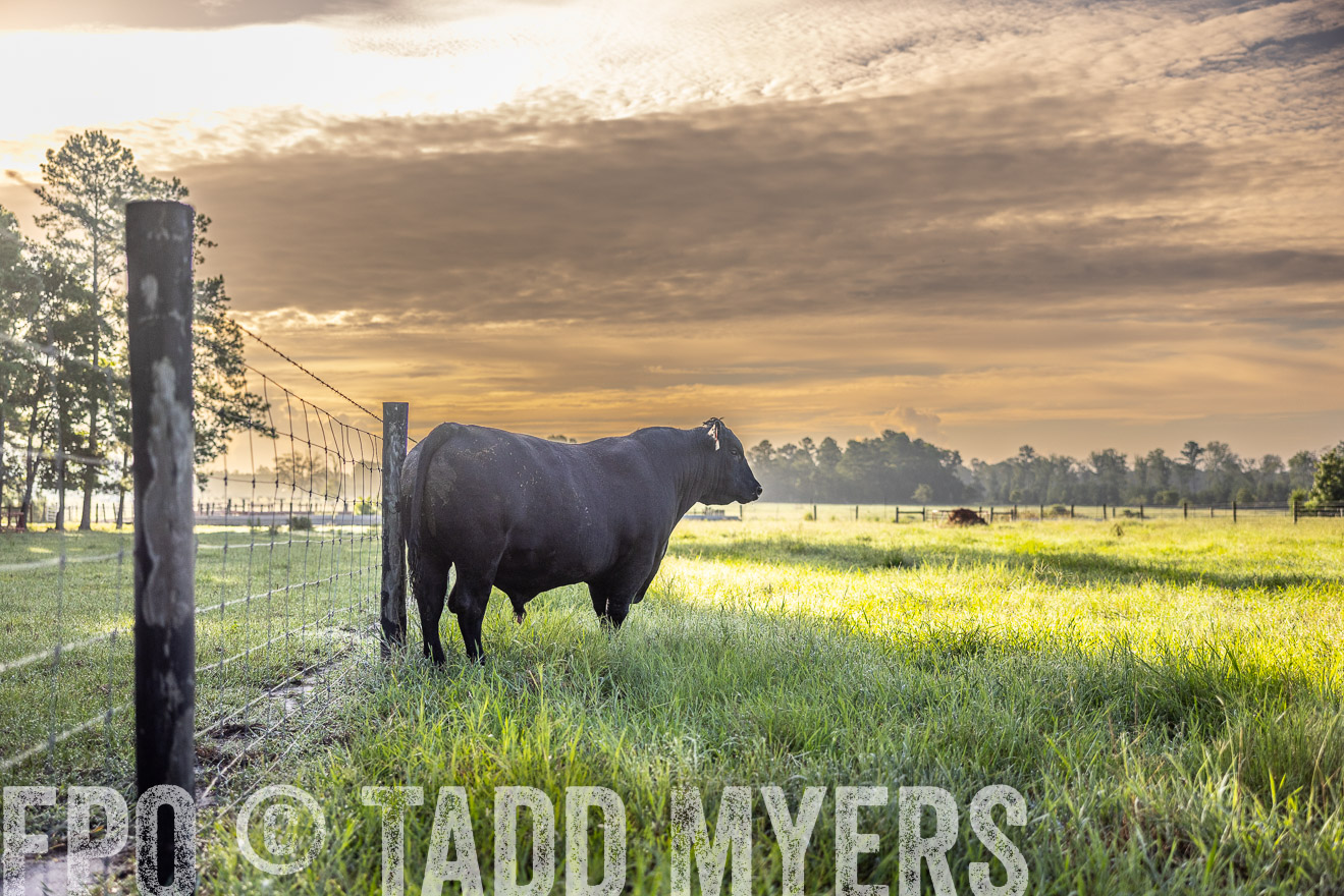 TMyers_PP_ChessieCreekFarm_Walterboro_July2024-511825
