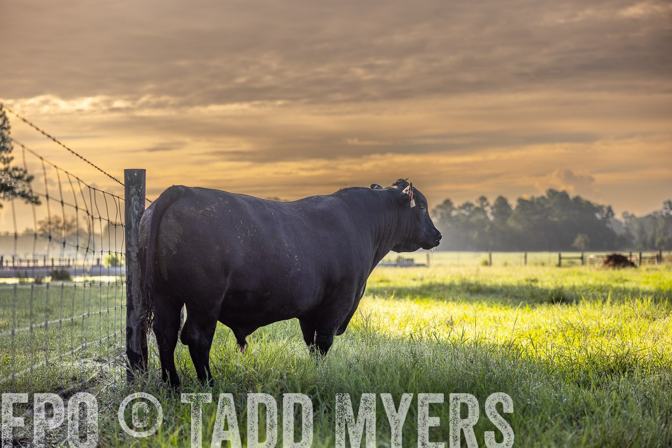TMyers_PP_ChessieCreekFarm_Walterboro_July2024-511838