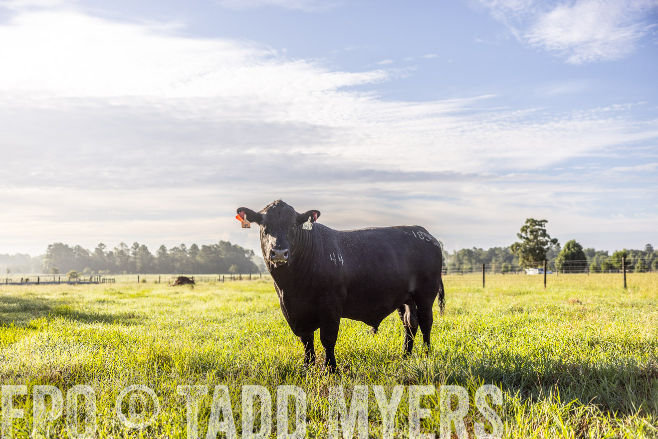 TMyers_PP_ChessieCreekFarm_Walterboro_July2024-511878
