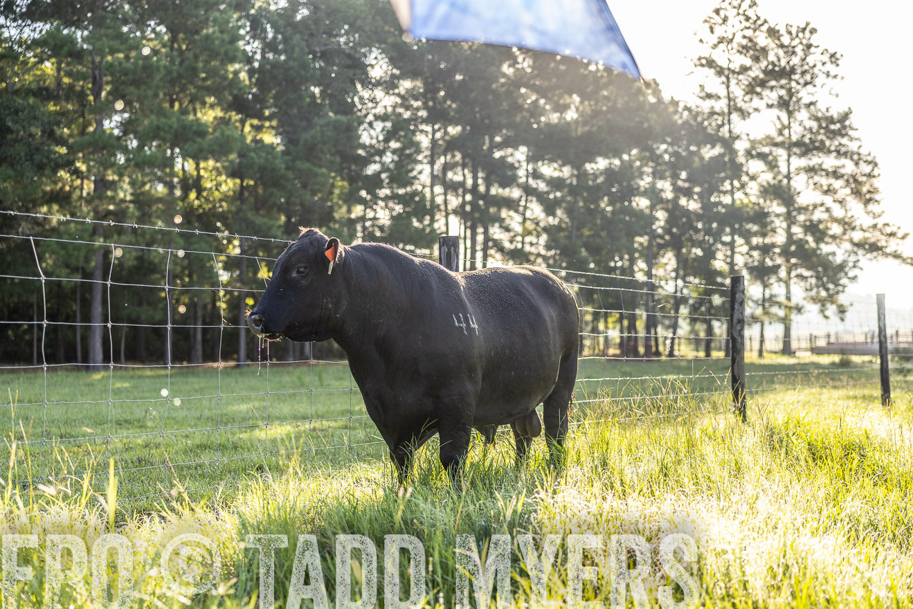 TMyers_PP_ChessieCreekFarm_Walterboro_July2024-511957