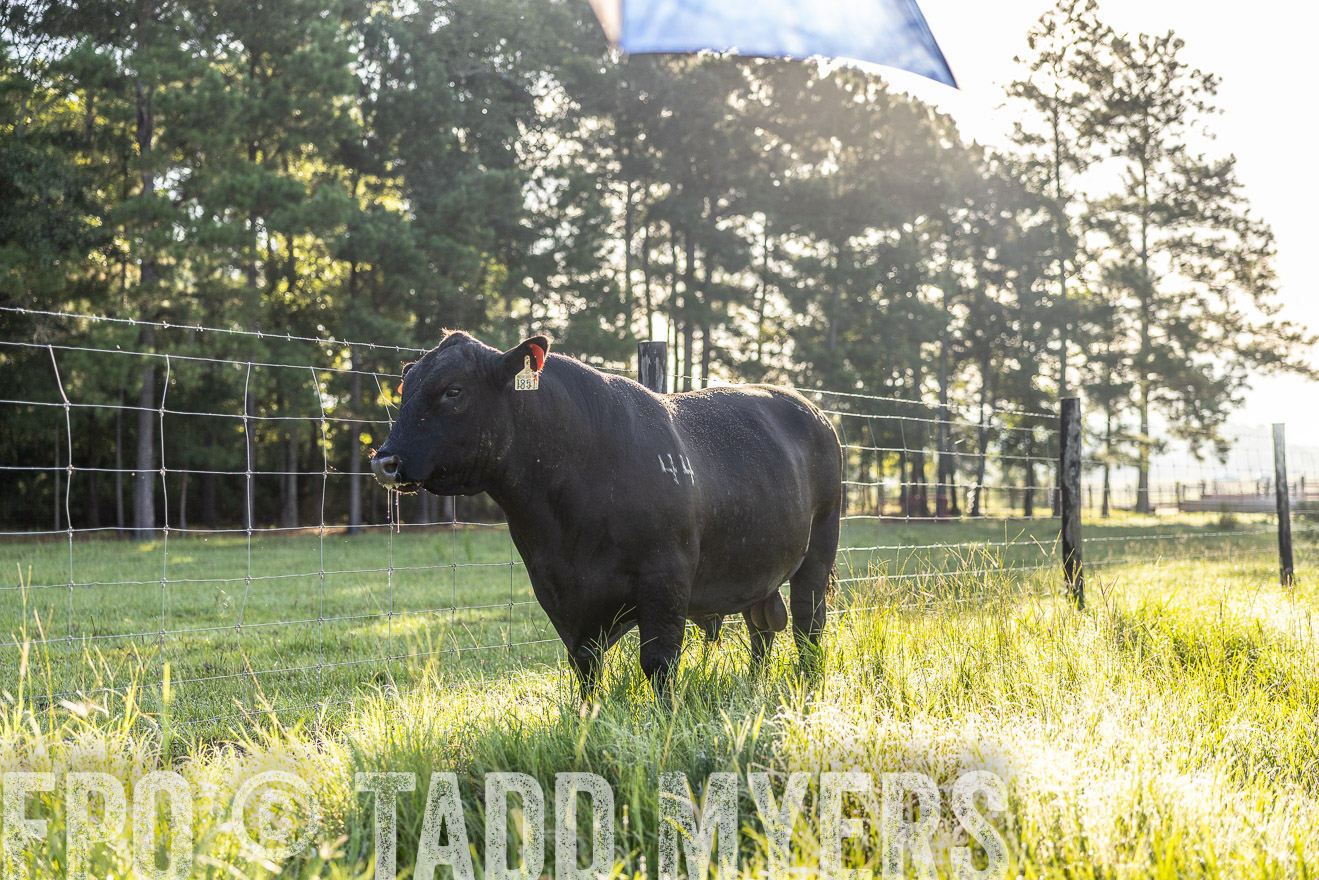 TMyers_PP_ChessieCreekFarm_Walterboro_July2024-511961