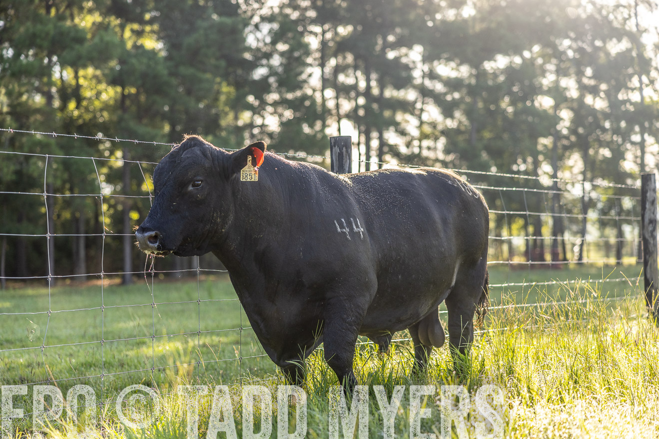 TMyers_PP_ChessieCreekFarm_Walterboro_July2024-511968