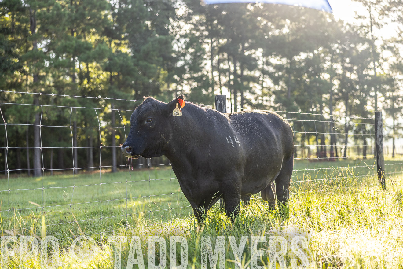 TMyers_PP_ChessieCreekFarm_Walterboro_July2024-511972