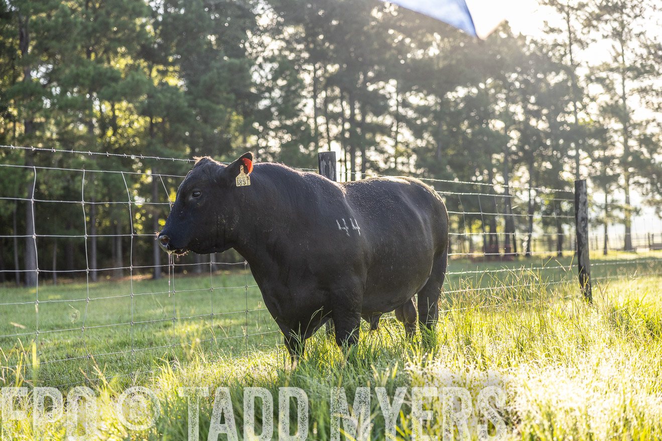 TMyers_PP_ChessieCreekFarm_Walterboro_July2024-511979