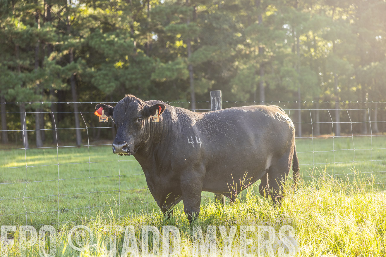 TMyers_PP_ChessieCreekFarm_Walterboro_July2024-511987