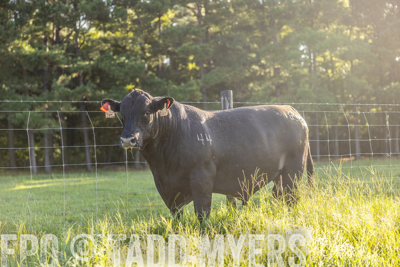 TMyers_PP_ChessieCreekFarm_Walterboro_July2024-511992