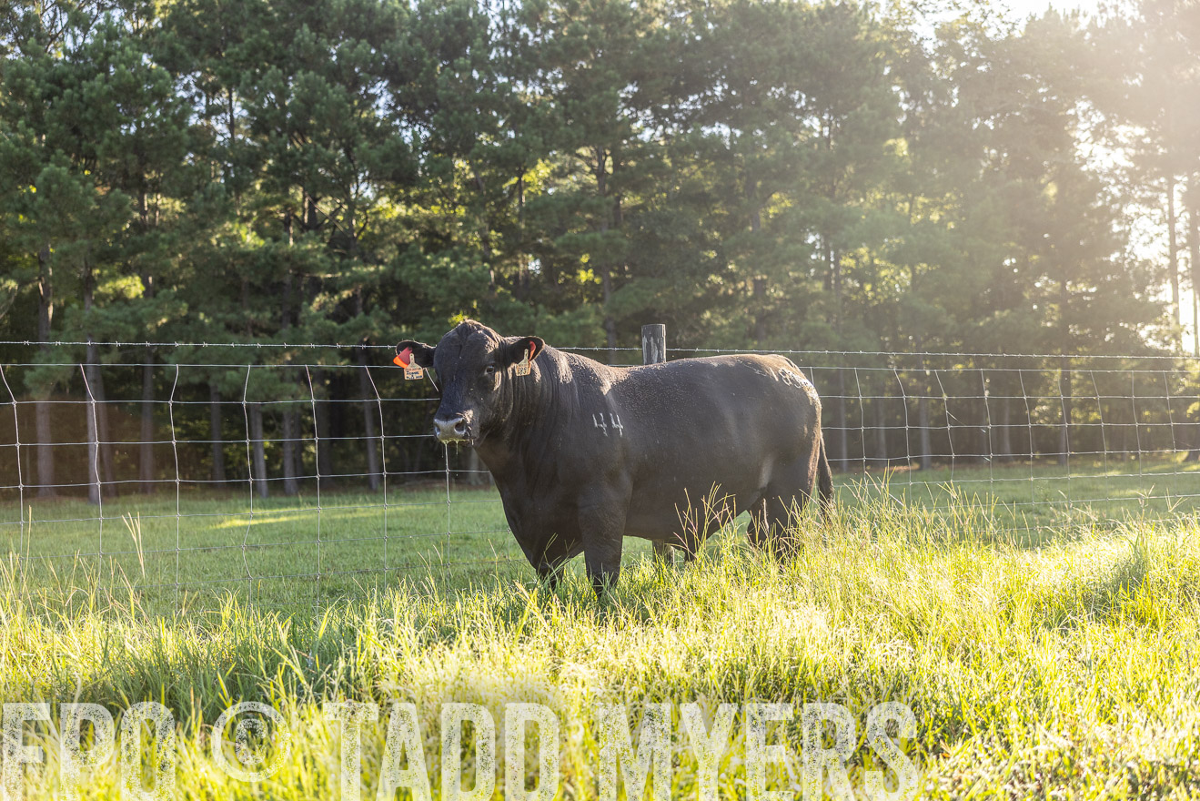 TMyers_PP_ChessieCreekFarm_Walterboro_July2024-511998