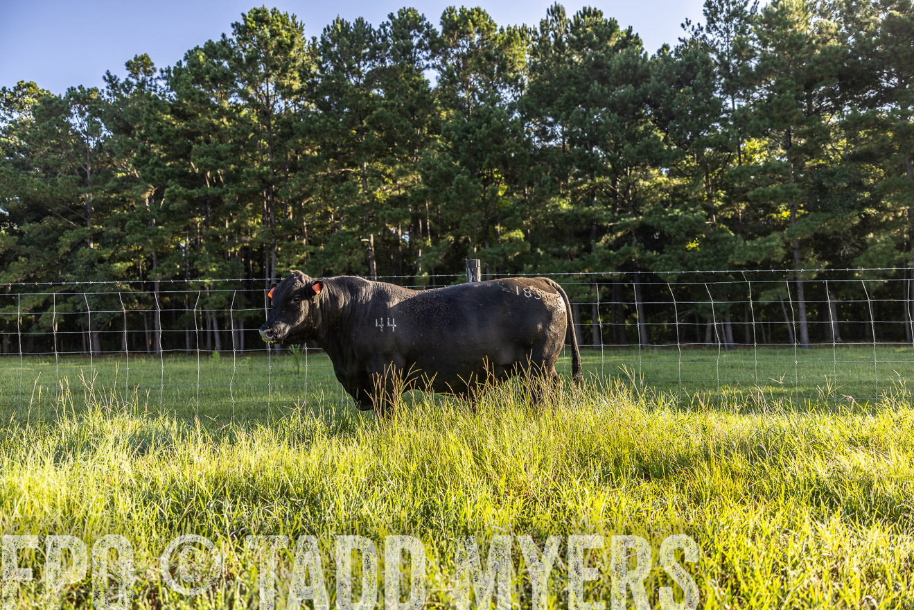 TMyers_PP_ChessieCreekFarm_Walterboro_July2024-512020
