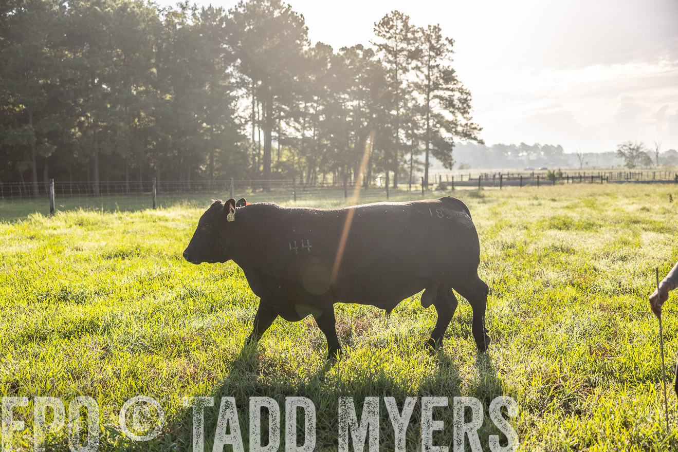TMyers_PP_ChessieCreekFarm_Walterboro_July2024-512042