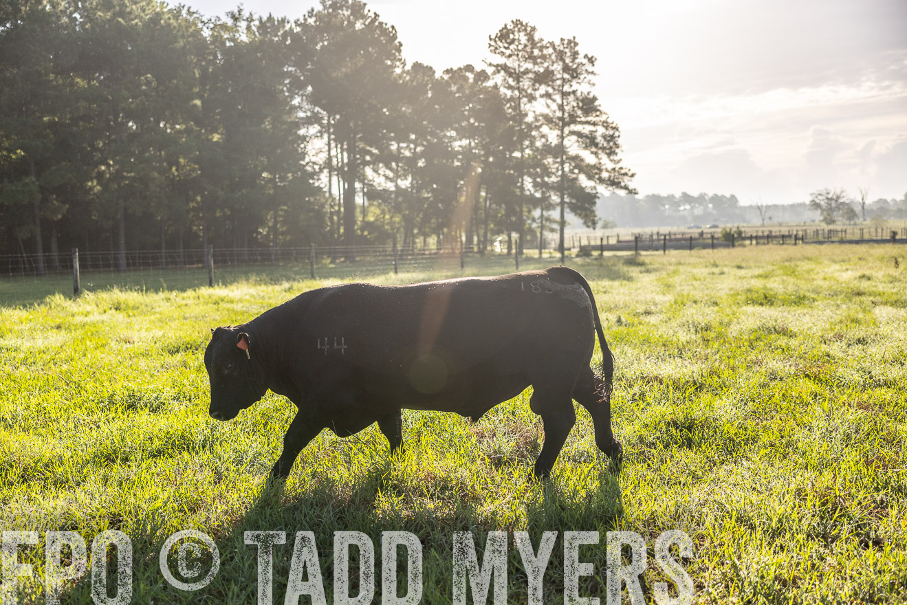 TMyers_PP_ChessieCreekFarm_Walterboro_July2024-512048