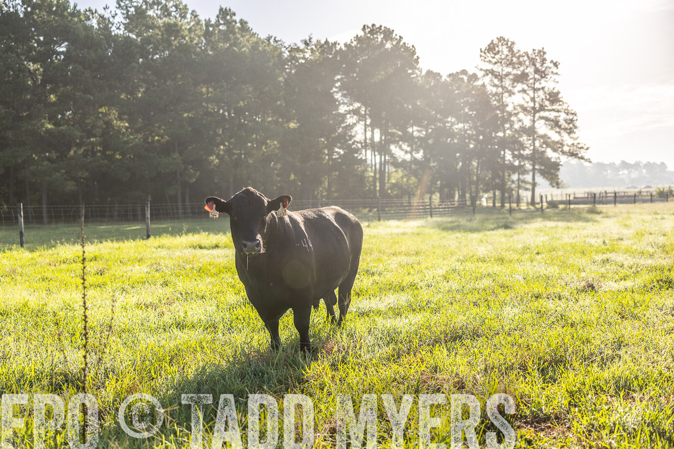 TMyers_PP_ChessieCreekFarm_Walterboro_July2024-512069