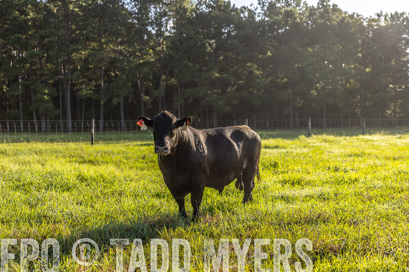 TMyers_PP_ChessieCreekFarm_Walterboro_July2024-512081