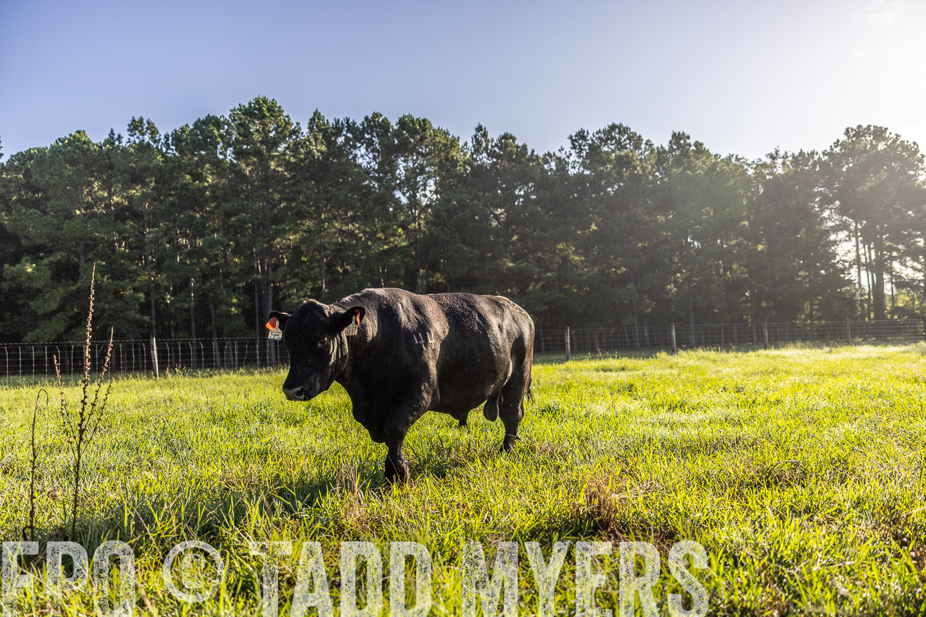 TMyers_PP_ChessieCreekFarm_Walterboro_July2024-512109