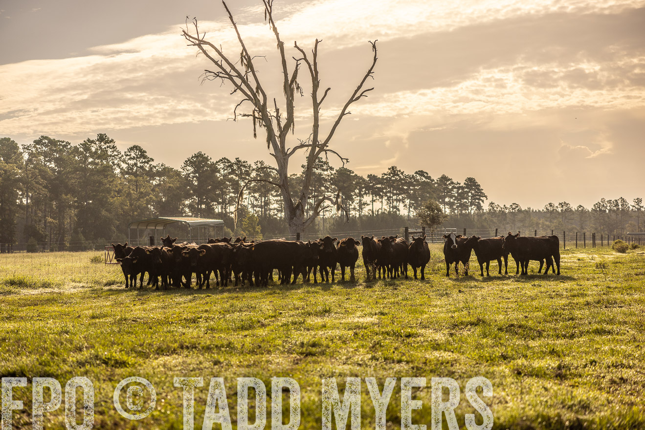 TMyers_PP_ChessieCreekFarm_Walterboro_July2024-512184