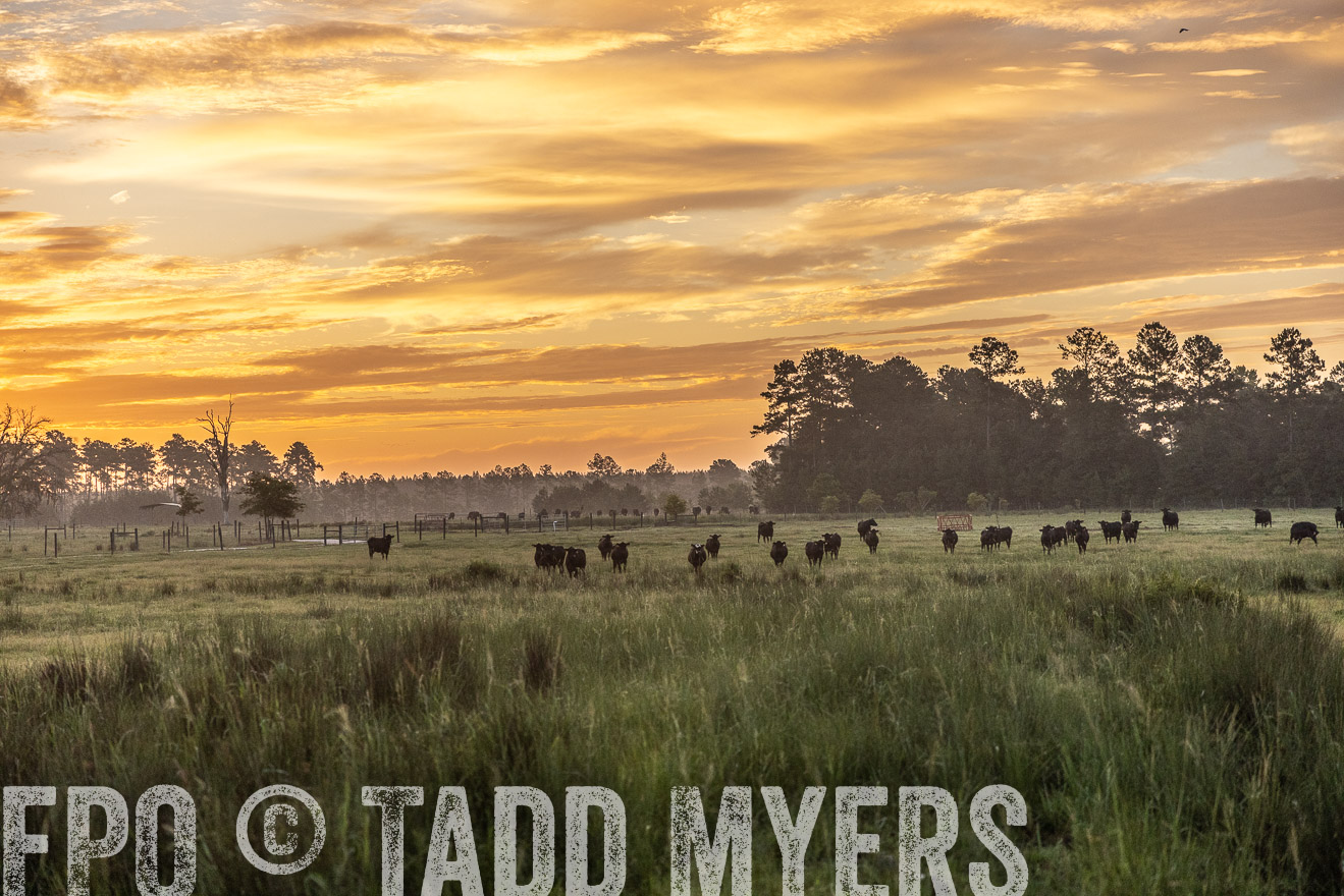 TMyers_PP_ChessieCreekFarm_Walterboro_July2024-519855