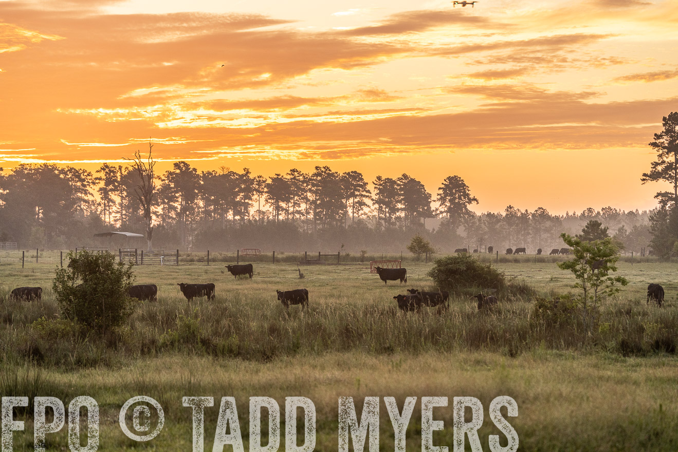TMyers_PP_ChessieCreekFarm_Walterboro_July2024-525095