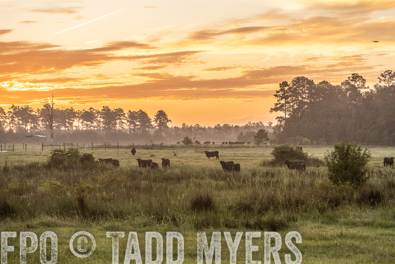 TMyers_PP_ChessieCreekFarm_Walterboro_July2024-525102