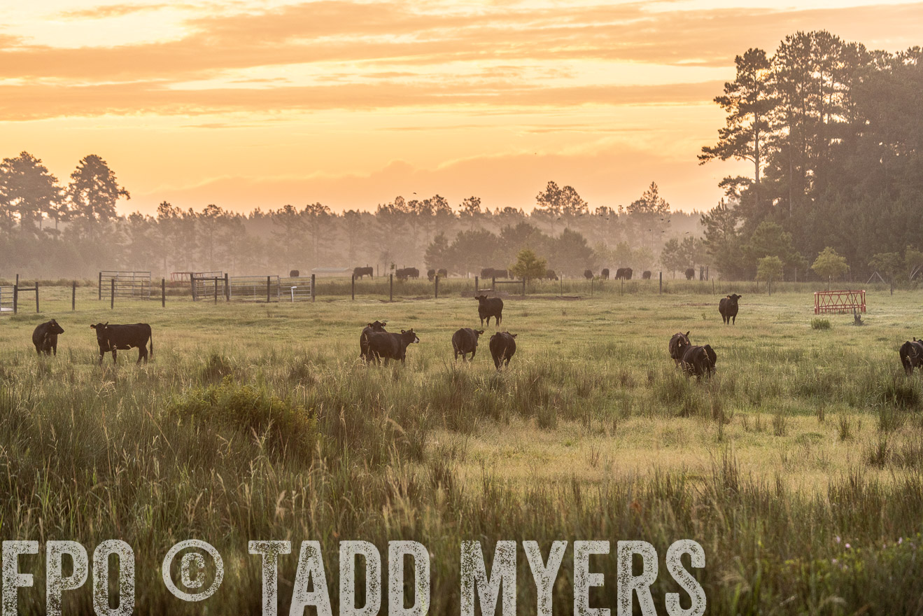 TMyers_PP_ChessieCreekFarm_Walterboro_July2024-525106