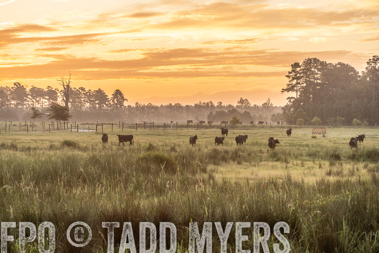 TMyers_PP_ChessieCreekFarm_Walterboro_July2024-525114
