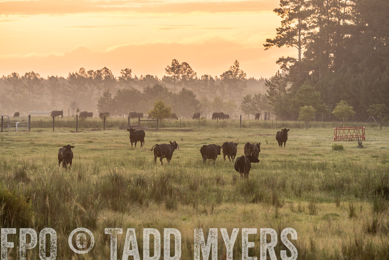TMyers_PP_ChessieCreekFarm_Walterboro_July2024-525118