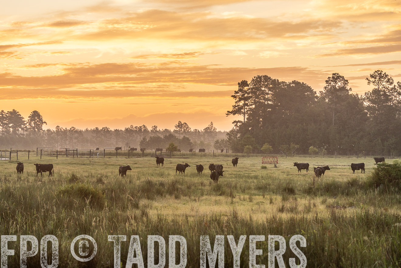 TMyers_PP_ChessieCreekFarm_Walterboro_July2024-525119