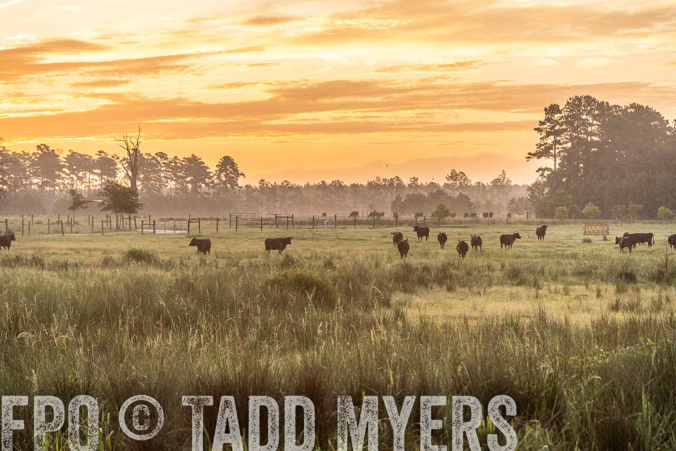 TMyers_PP_ChessieCreekFarm_Walterboro_July2024-525125
