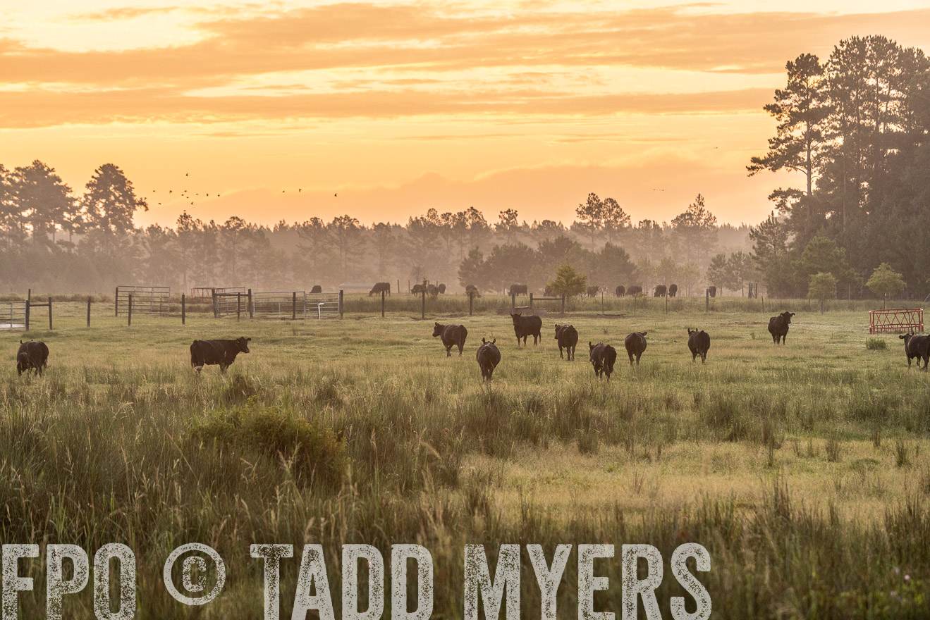 TMyers_PP_ChessieCreekFarm_Walterboro_July2024-525127