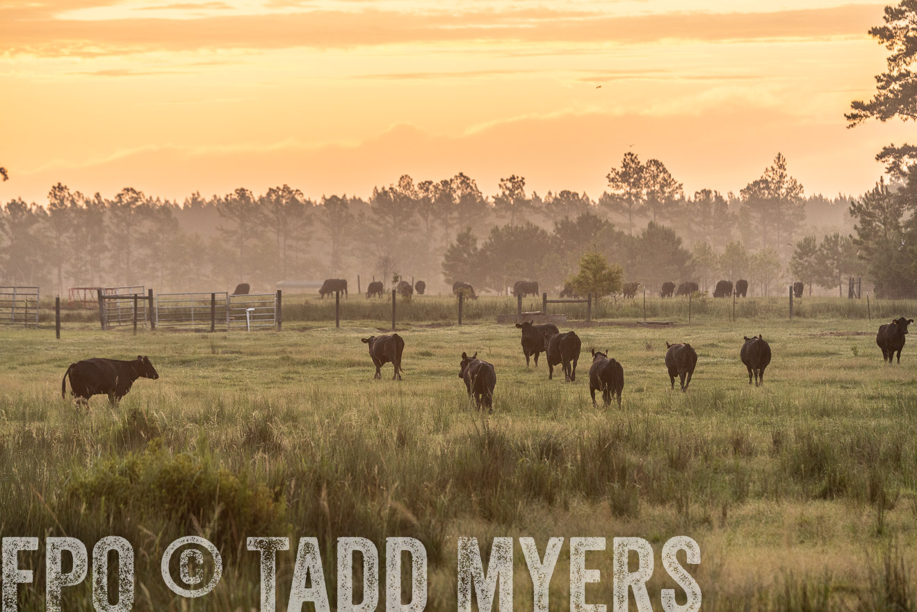 TMyers_PP_ChessieCreekFarm_Walterboro_July2024-525132