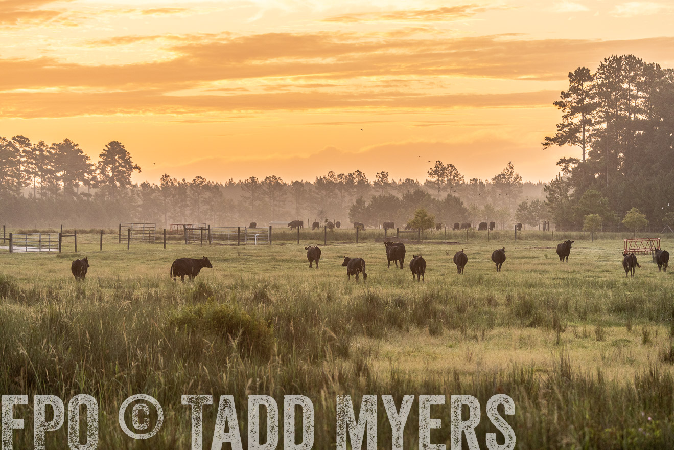 TMyers_PP_ChessieCreekFarm_Walterboro_July2024-525135