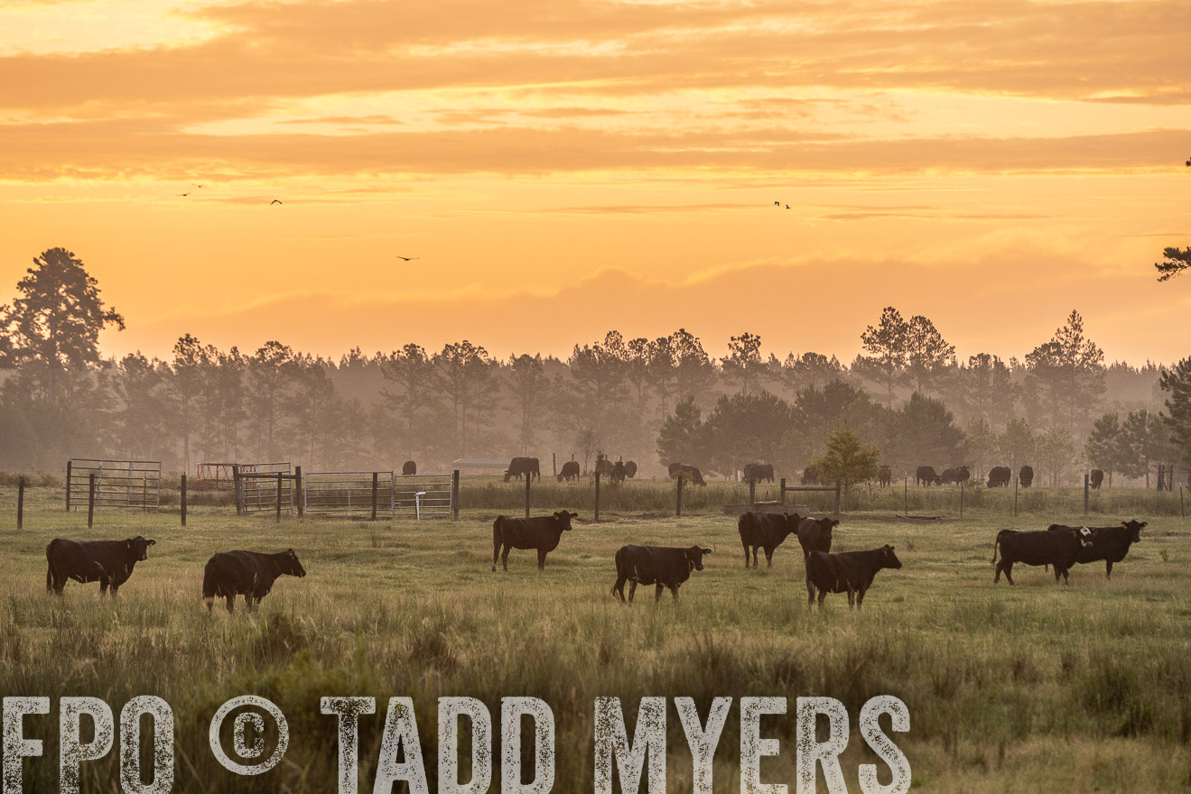 TMyers_PP_ChessieCreekFarm_Walterboro_July2024-525144