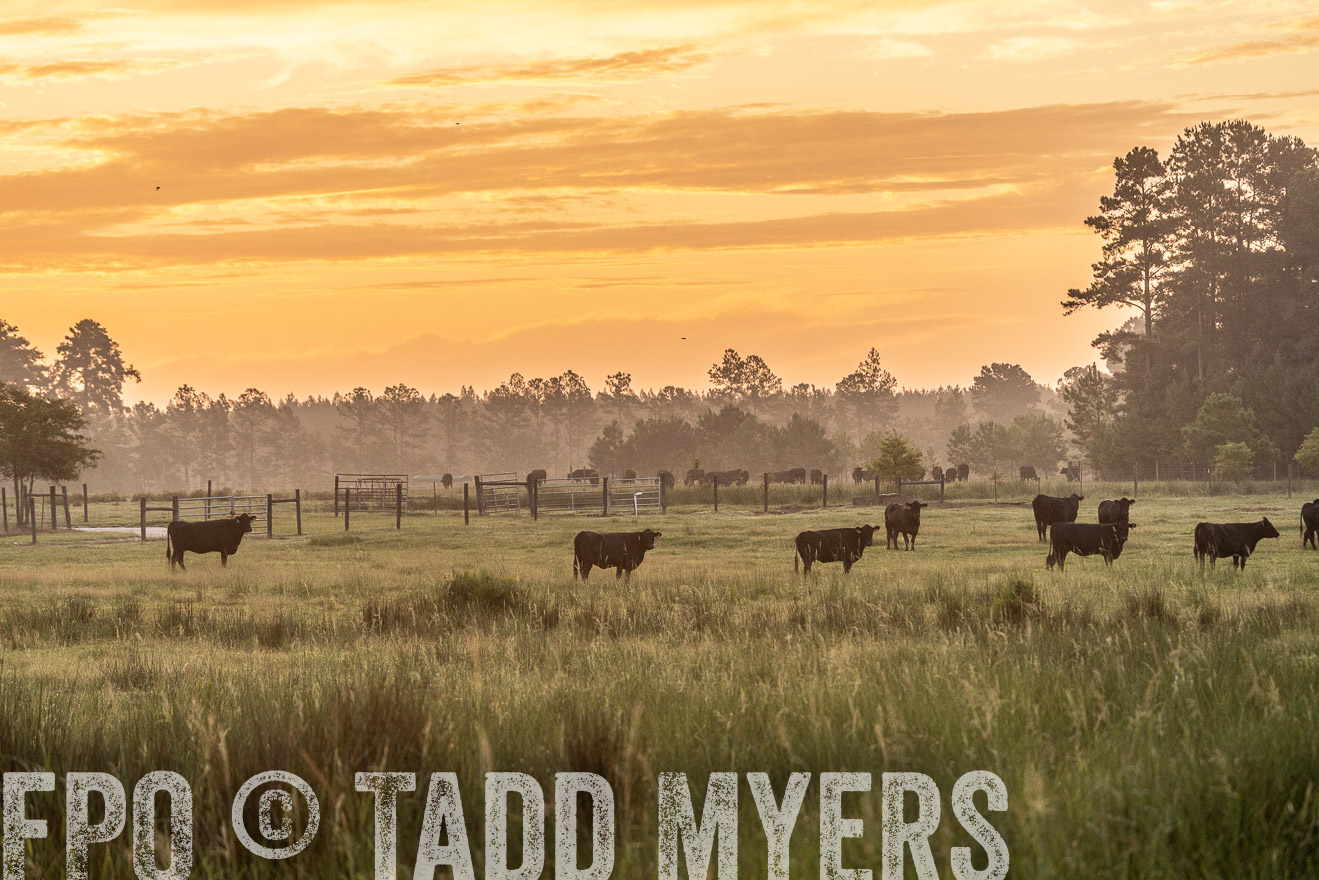 TMyers_PP_ChessieCreekFarm_Walterboro_July2024-525154
