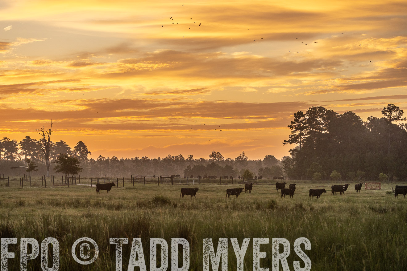 TMyers_PP_ChessieCreekFarm_Walterboro_July2024-525155