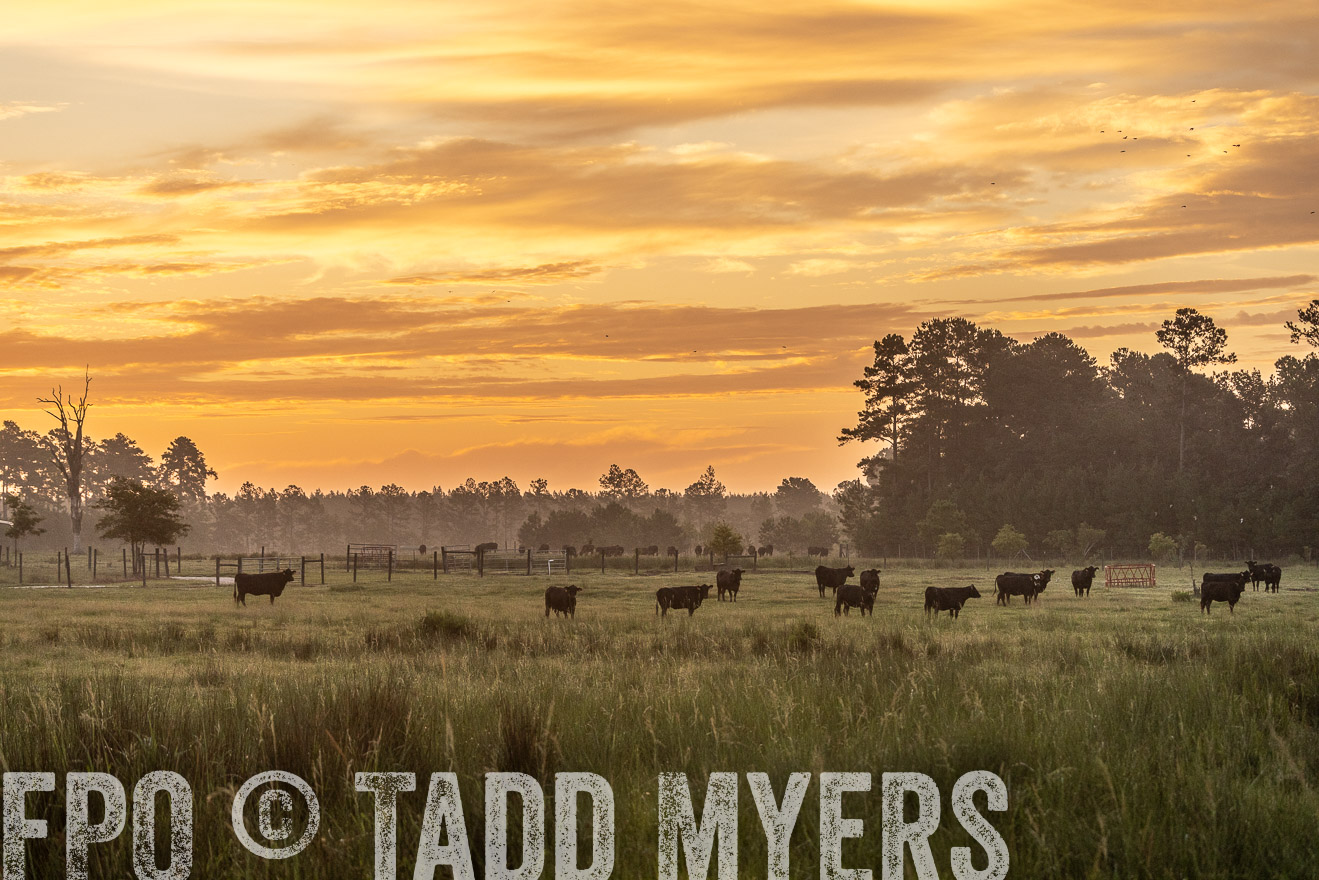 TMyers_PP_ChessieCreekFarm_Walterboro_July2024-525157