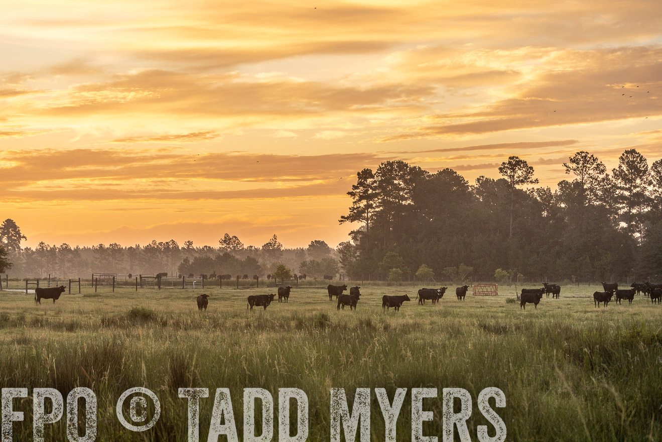 TMyers_PP_ChessieCreekFarm_Walterboro_July2024-525160