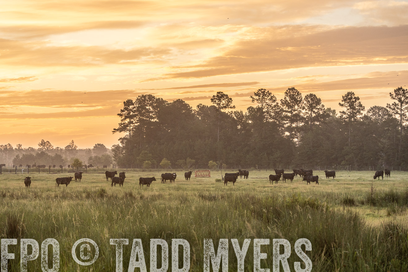 TMyers_PP_ChessieCreekFarm_Walterboro_July2024-525165