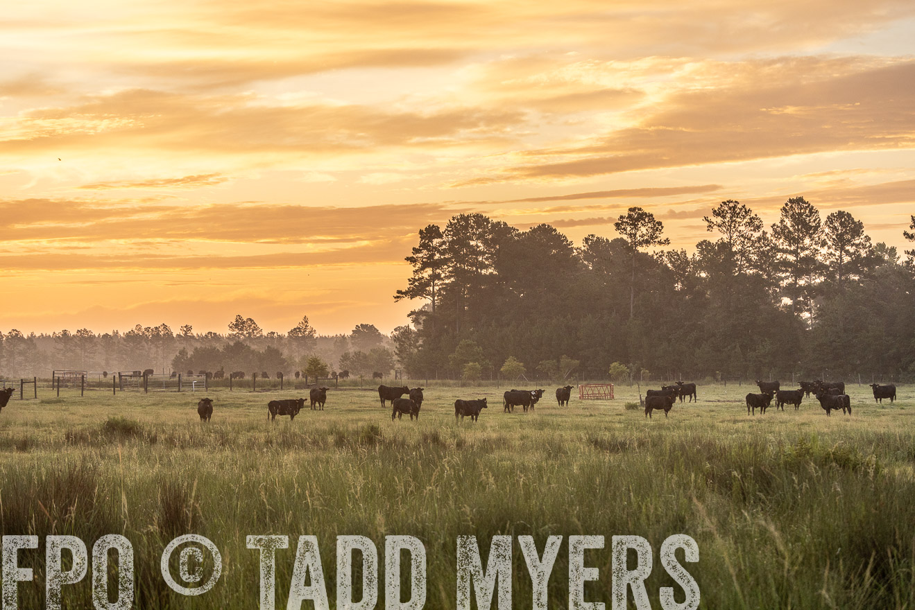 TMyers_PP_ChessieCreekFarm_Walterboro_July2024-525169