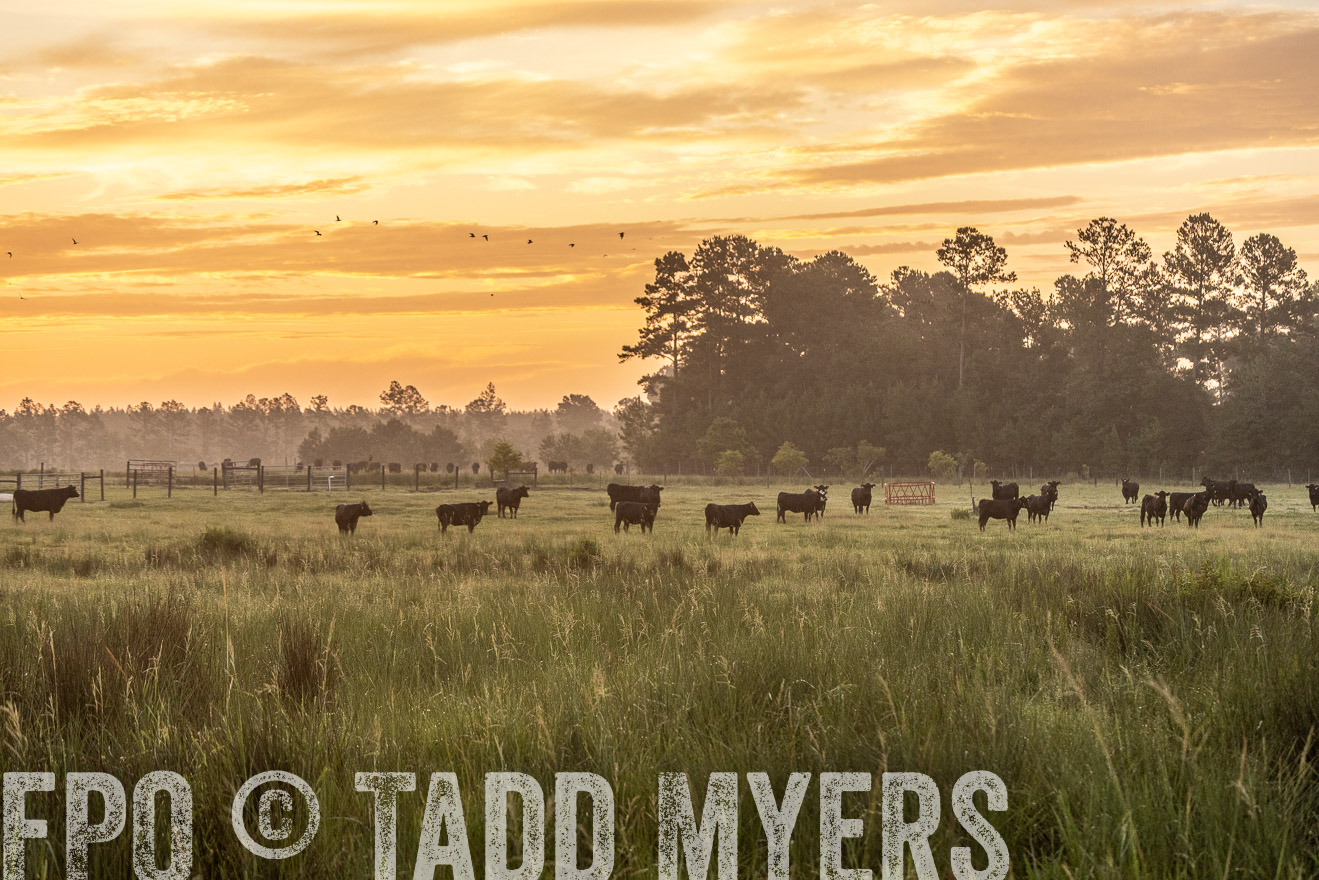 TMyers_PP_ChessieCreekFarm_Walterboro_July2024-525172