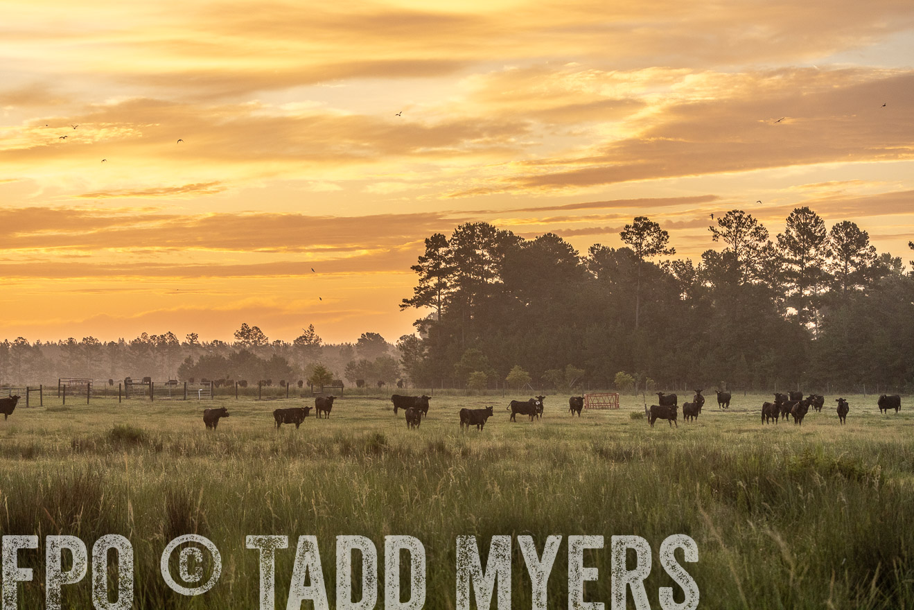 TMyers_PP_ChessieCreekFarm_Walterboro_July2024-525174