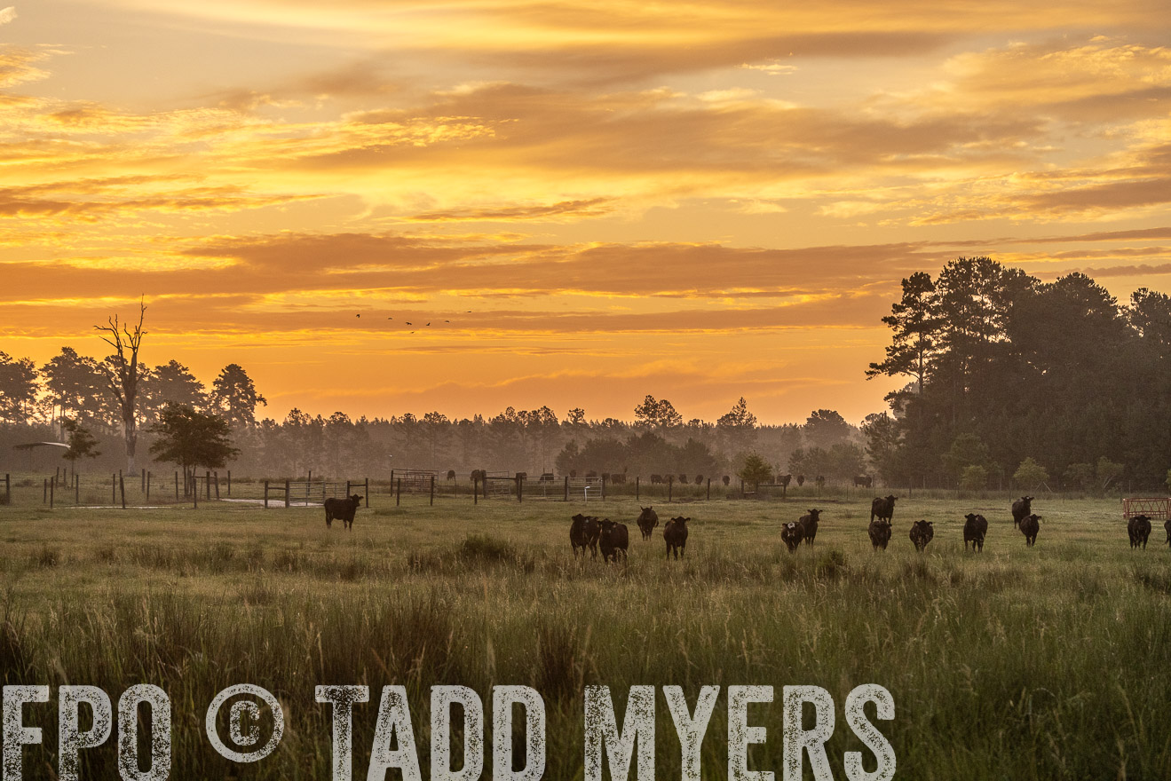 TMyers_PP_ChessieCreekFarm_Walterboro_July2024-525182