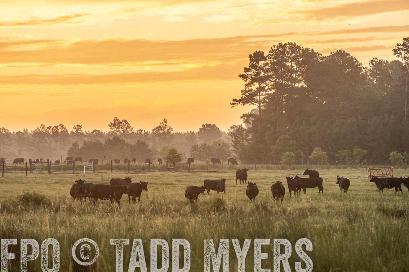 TMyers_PP_ChessieCreekFarm_Walterboro_July2024-525195