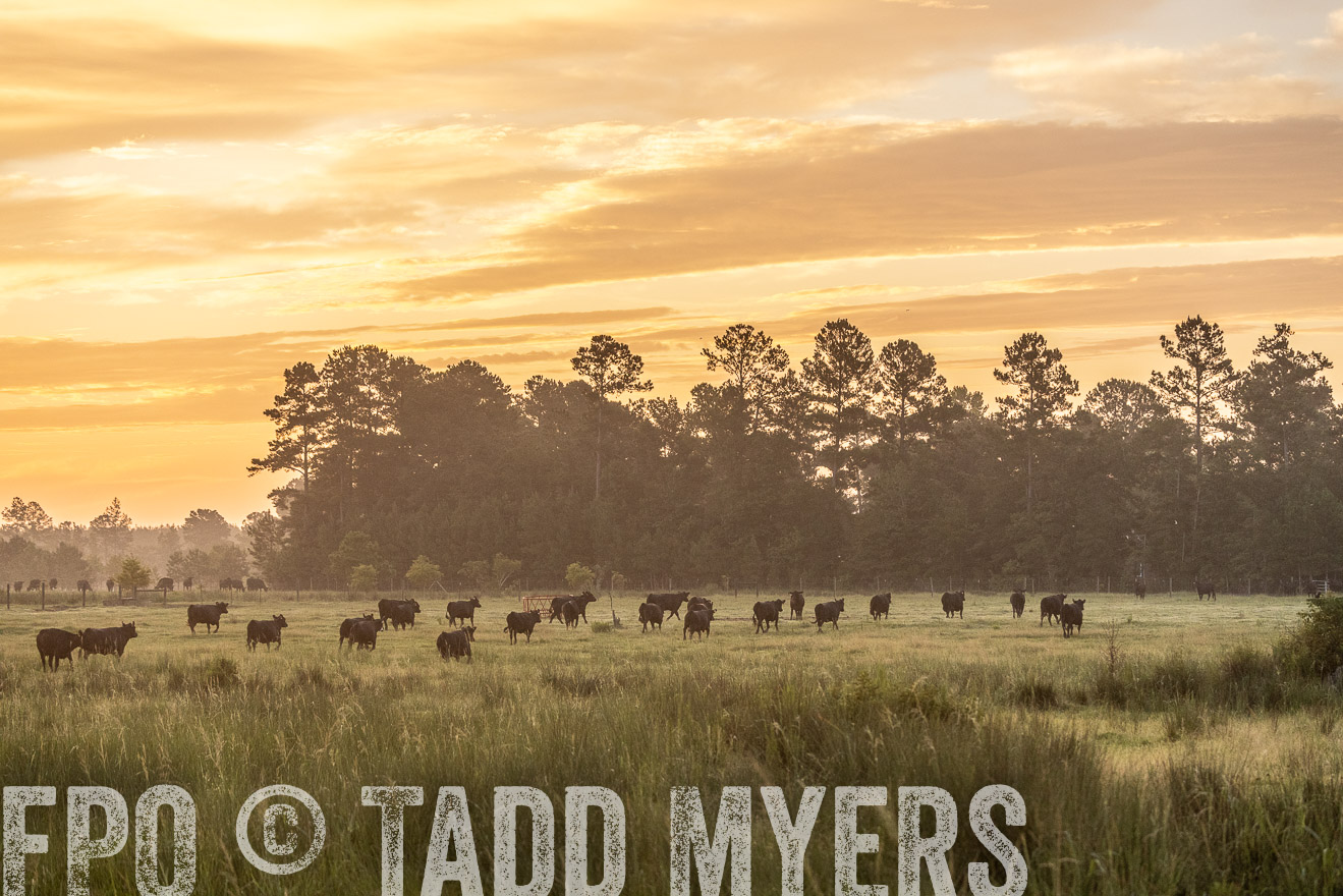 TMyers_PP_ChessieCreekFarm_Walterboro_July2024-525206
