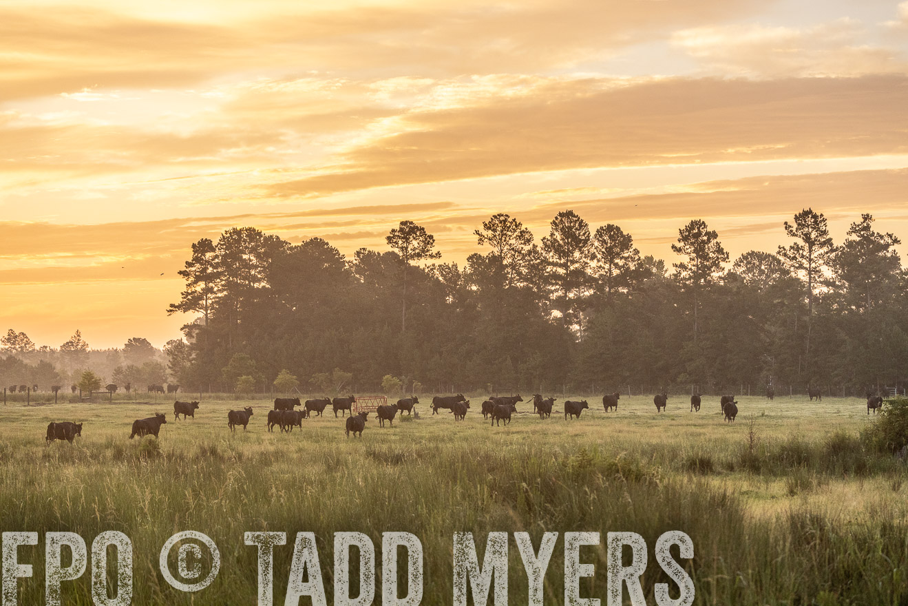 TMyers_PP_ChessieCreekFarm_Walterboro_July2024-525209