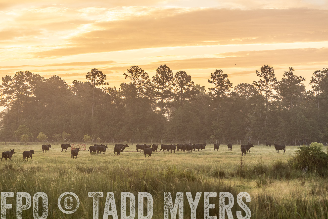 TMyers_PP_ChessieCreekFarm_Walterboro_July2024-525217