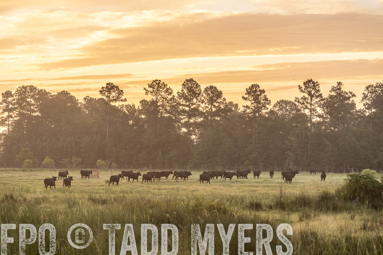 TMyers_PP_ChessieCreekFarm_Walterboro_July2024-525220