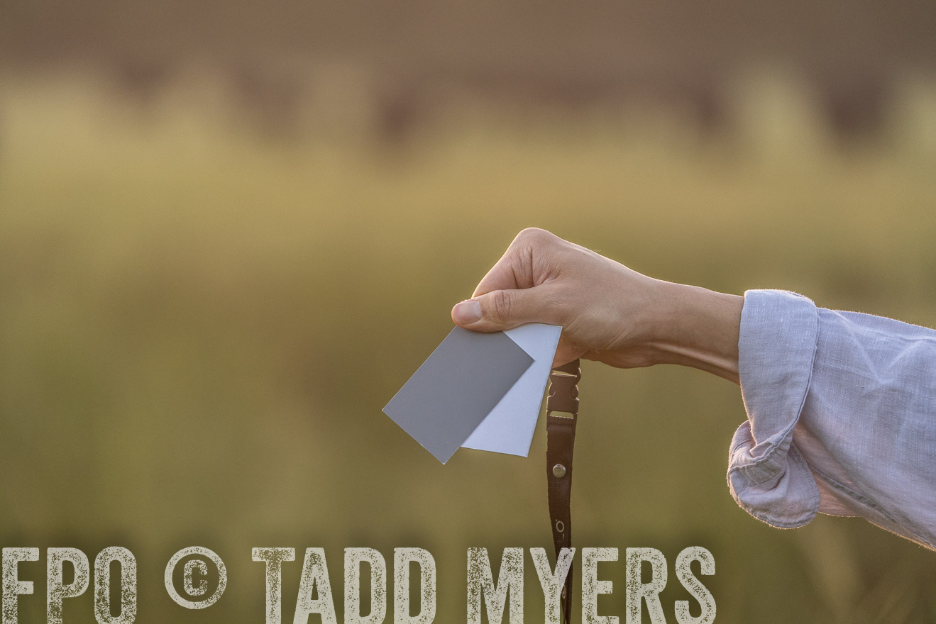 TMyers_PP_ChessieCreekFarm_Walterboro_July2024-525224