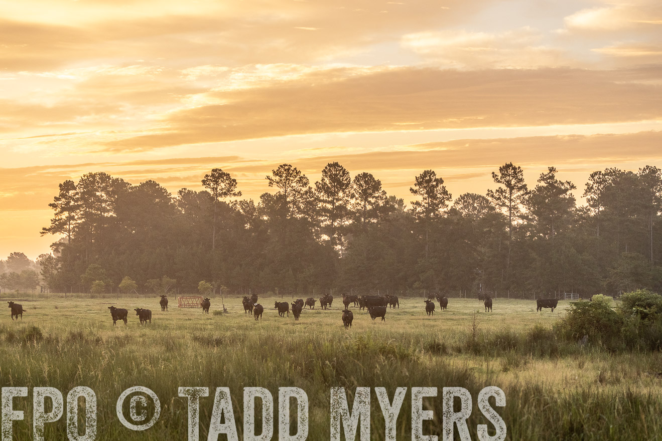 TMyers_PP_ChessieCreekFarm_Walterboro_July2024-525226