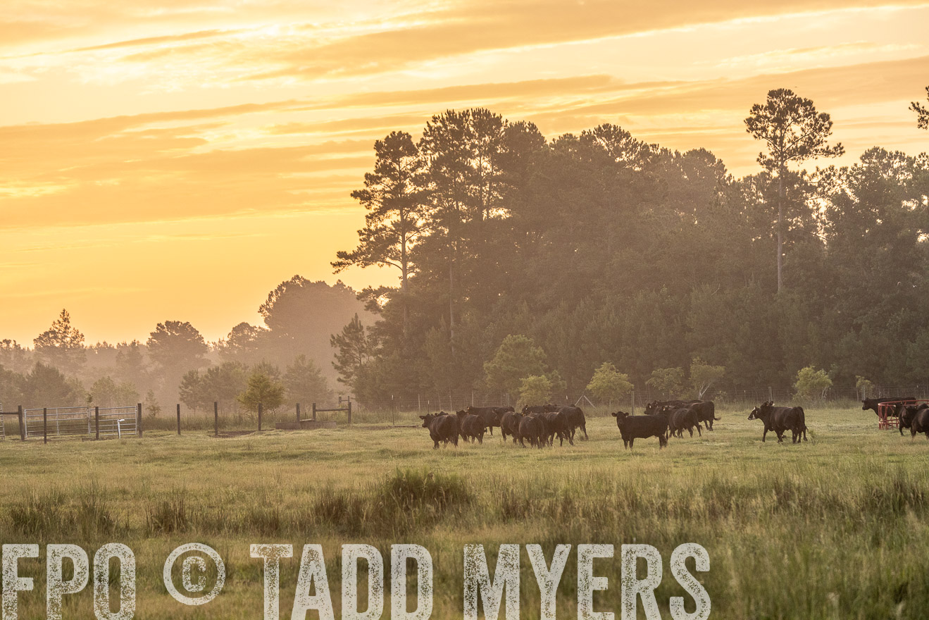 TMyers_PP_ChessieCreekFarm_Walterboro_July2024-525232