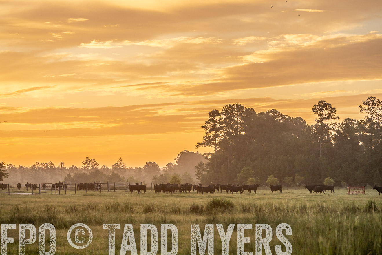 TMyers_PP_ChessieCreekFarm_Walterboro_July2024-525245