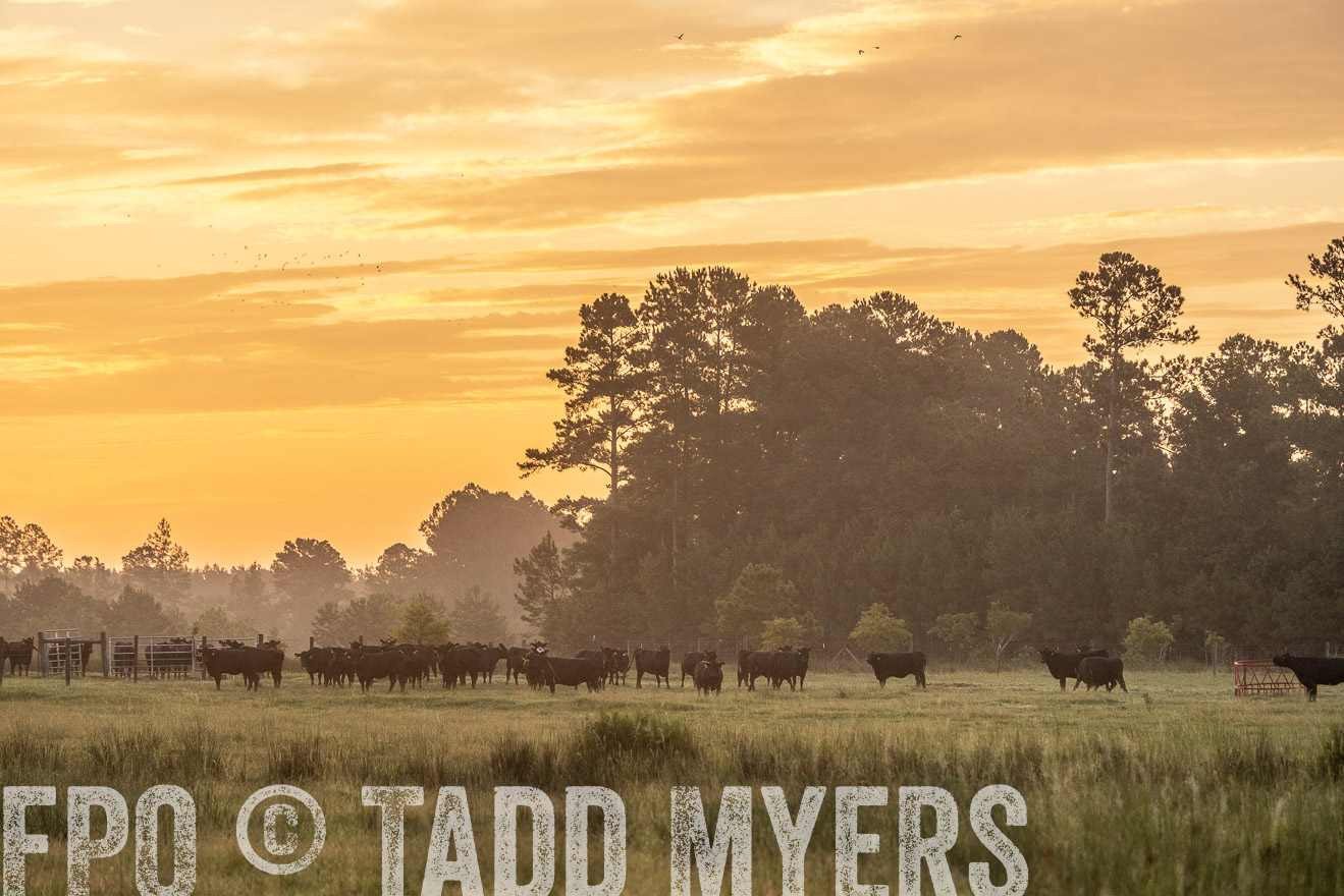 TMyers_PP_ChessieCreekFarm_Walterboro_July2024-525253