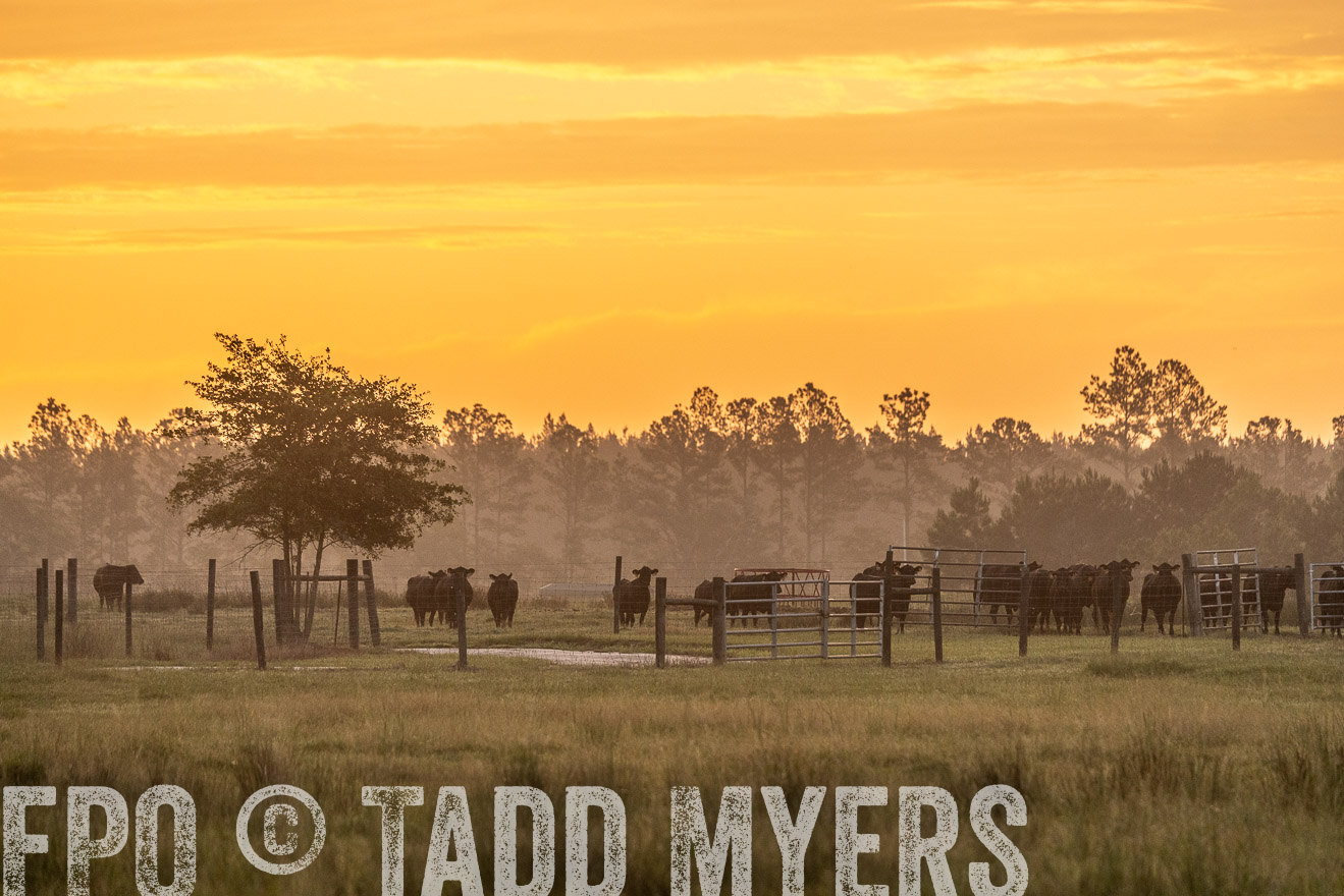 TMyers_PP_ChessieCreekFarm_Walterboro_July2024-525257